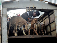 Goats are being taken out from a mini truck in a livestock market on the eve of the Muslim festival of Eid-al-Adha in Mumbai, India, on June...