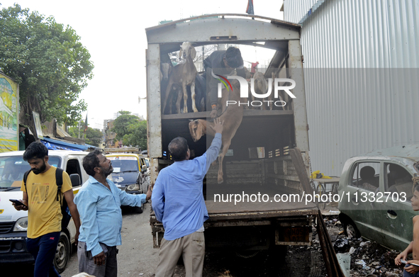 Goats are being taken out from a mini truck in a livestock market on the eve of the Muslim festival of Eid-al-Adha in Mumbai, India, on June...