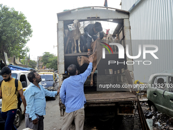 Goats are being taken out from a mini truck in a livestock market on the eve of the Muslim festival of Eid-al-Adha in Mumbai, India, on June...