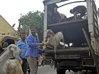 Goats are being taken out from a mini truck in a livestock market on the eve of the Muslim festival of Eid-al-Adha in Mumbai, India, on June...