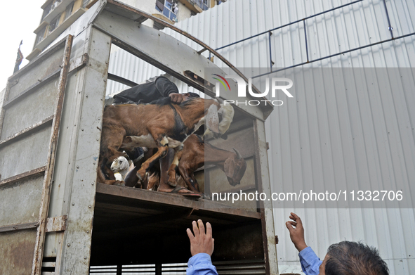 Goats are being taken out from a mini truck in a livestock market on the eve of the Muslim festival of Eid-al-Adha in Mumbai, India, on June...