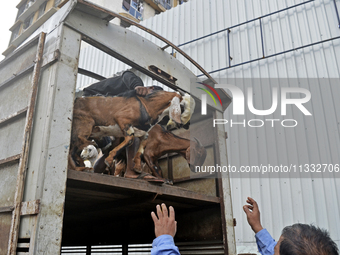 Goats are being taken out from a mini truck in a livestock market on the eve of the Muslim festival of Eid-al-Adha in Mumbai, India, on June...