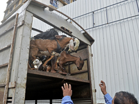 Goats are being taken out from a mini truck in a livestock market on the eve of the Muslim festival of Eid-al-Adha in Mumbai, India, on June...