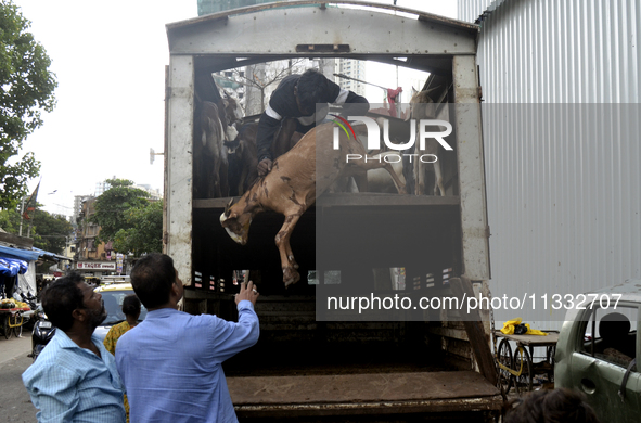 Goats are being taken out from a mini truck in a livestock market on the eve of the Muslim festival of Eid-al-Adha in Mumbai, India, on June...