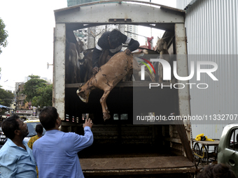 Goats are being taken out from a mini truck in a livestock market on the eve of the Muslim festival of Eid-al-Adha in Mumbai, India, on June...