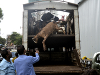 Goats are being taken out from a mini truck in a livestock market on the eve of the Muslim festival of Eid-al-Adha in Mumbai, India, on June...