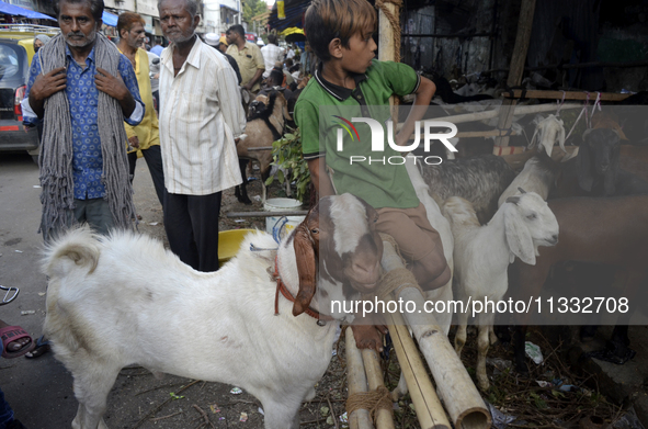 Goats are being seen in a livestock market in Mumbai, India, on June 15, 2024, on the eve of the Muslim festival of Eid-al-Adha. Muslims wor...