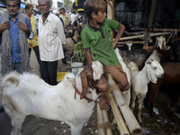 Goats are being seen in a livestock market in Mumbai, India, on June 15, 2024, on the eve of the Muslim festival of Eid-al-Adha. Muslims wor...