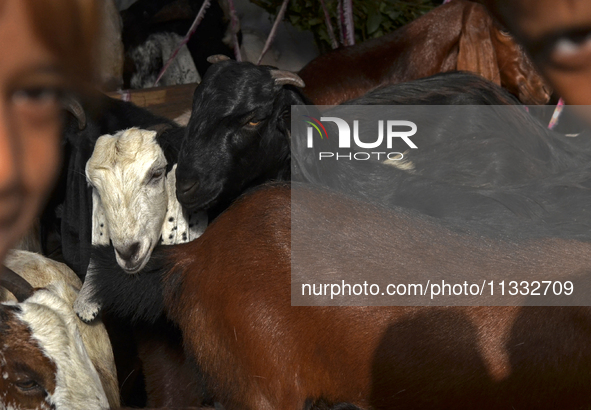 Goats are being seen in a livestock market in Mumbai, India, on June 15, 2024, on the eve of the Muslim festival of Eid-al-Adha. Muslims wor...