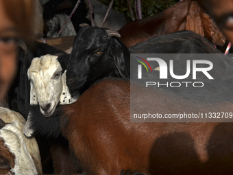 Goats are being seen in a livestock market in Mumbai, India, on June 15, 2024, on the eve of the Muslim festival of Eid-al-Adha. Muslims wor...