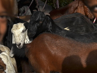 Goats are being seen in a livestock market in Mumbai, India, on June 15, 2024, on the eve of the Muslim festival of Eid-al-Adha. Muslims wor...