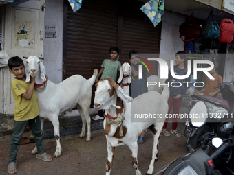 Children are posing with goats near a livestock market on the eve of the Muslim festival of Eid-al-Adha in Mumbai, India, on June 15, 2024....