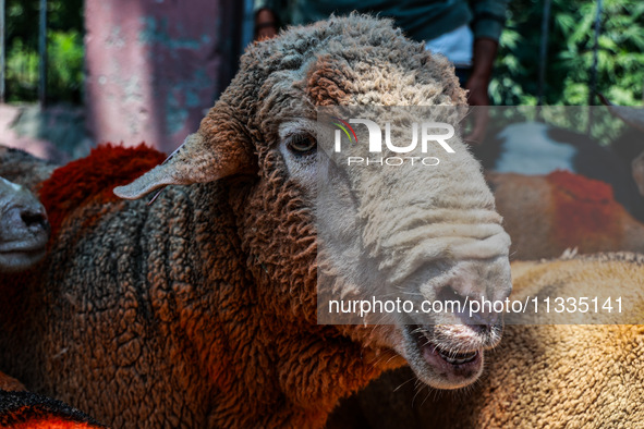 Traders are selling sheep as sacrificial animals at a livestock market ahead of Eid-al-Adha in Sopore, Jammu and Kashmir, India, on June 16,...