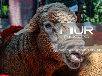 Traders are selling sheep as sacrificial animals at a livestock market ahead of Eid-al-Adha in Sopore, Jammu and Kashmir, India, on June 16,...