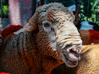 Traders are selling sheep as sacrificial animals at a livestock market ahead of Eid-al-Adha in Sopore, Jammu and Kashmir, India, on June 16,...