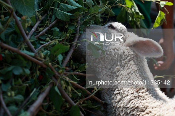 Traders are selling sheep as sacrificial animals at a livestock market ahead of Eid-al-Adha in Sopore, Jammu and Kashmir, India, on June 16,...