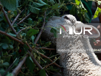 Traders are selling sheep as sacrificial animals at a livestock market ahead of Eid-al-Adha in Sopore, Jammu and Kashmir, India, on June 16,...