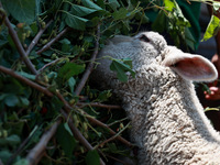 Traders are selling sheep as sacrificial animals at a livestock market ahead of Eid-al-Adha in Sopore, Jammu and Kashmir, India, on June 16,...