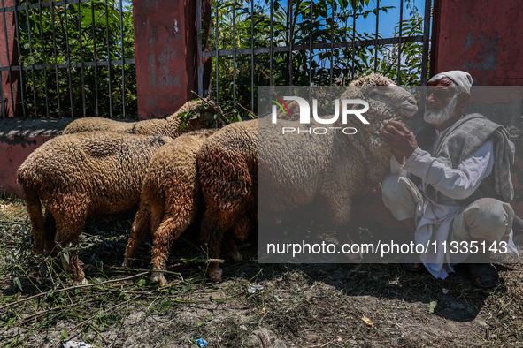 Traders are selling sheep as sacrificial animals at a livestock market ahead of Eid-al-Adha in Sopore, Jammu and Kashmir, India, on June 16,...