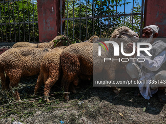 Traders are selling sheep as sacrificial animals at a livestock market ahead of Eid-al-Adha in Sopore, Jammu and Kashmir, India, on June 16,...