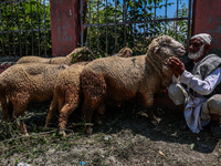 Traders are selling sheep as sacrificial animals at a livestock market ahead of Eid-al-Adha in Sopore, Jammu and Kashmir, India, on June 16,...