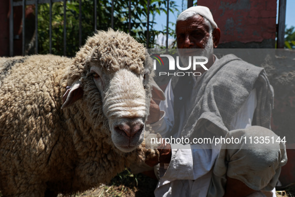 Traders are selling sheep as sacrificial animals at a livestock market ahead of Eid-al-Adha in Sopore, Jammu and Kashmir, India, on June 16,...