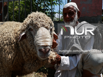 Traders are selling sheep as sacrificial animals at a livestock market ahead of Eid-al-Adha in Sopore, Jammu and Kashmir, India, on June 16,...