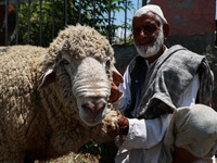 Traders are selling sheep as sacrificial animals at a livestock market ahead of Eid-al-Adha in Sopore, Jammu and Kashmir, India, on June 16,...