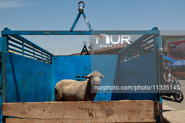 Muslims are purchasing sacrificial animals from a market in Sopore, Jammu and Kashmir, India, on June 16, 2024. 