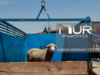 Muslims are purchasing sacrificial animals from a market in Sopore, Jammu and Kashmir, India, on June 16, 2024. (