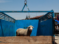 Muslims are purchasing sacrificial animals from a market in Sopore, Jammu and Kashmir, India, on June 16, 2024. (