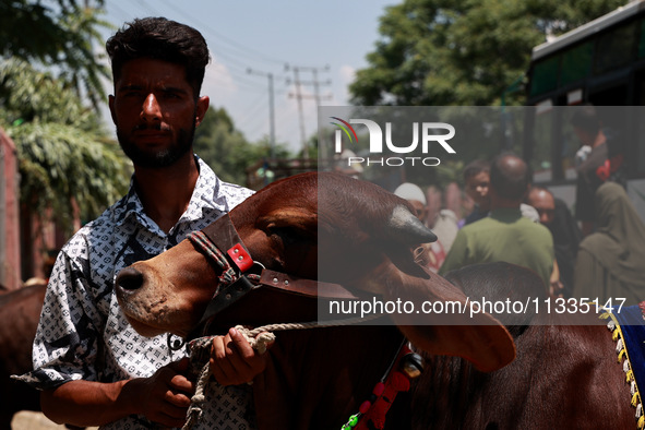 Sacrificial animals are being sold at a livestock market in Sopore, Jammu and Kashmir, India, on June 16, 2024. 