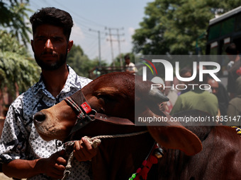 Sacrificial animals are being sold at a livestock market in Sopore, Jammu and Kashmir, India, on June 16, 2024. (