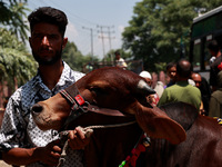 Sacrificial animals are being sold at a livestock market in Sopore, Jammu and Kashmir, India, on June 16, 2024. (