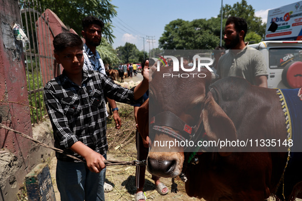 Sacrificial animals are being sold at a livestock market in Sopore, Jammu and Kashmir, India, on June 16, 2024. 