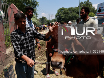 Sacrificial animals are being sold at a livestock market in Sopore, Jammu and Kashmir, India, on June 16, 2024. (