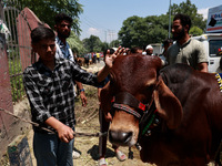 Sacrificial animals are being sold at a livestock market in Sopore, Jammu and Kashmir, India, on June 16, 2024. (