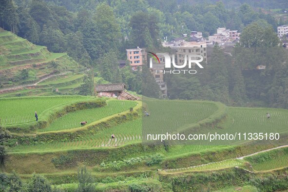 Villagers are working in a terraced field in Tangan village, in Guizhou, China, on June 16, 2024. 