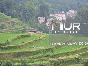 Villagers are working in a terraced field in Tangan village, in Guizhou, China, on June 16, 2024. (