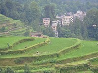 Villagers are working in a terraced field in Tangan village, in Guizhou, China, on June 16, 2024. (