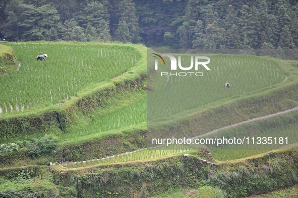 Villagers are working in a terraced field in Tangan village, in Guizhou, China, on June 16, 2024. 