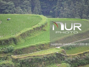 Villagers are working in a terraced field in Tangan village, in Guizhou, China, on June 16, 2024. (