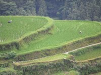 Villagers are working in a terraced field in Tangan village, in Guizhou, China, on June 16, 2024. (