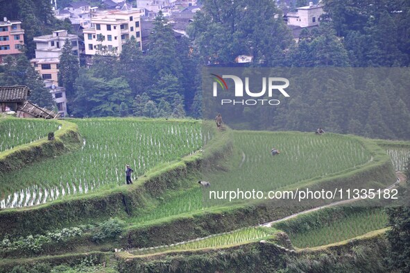 Villagers are working in a terraced field in Tangan village, in Guizhou, China, on June 16, 2024. 