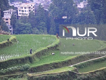 Villagers are working in a terraced field in Tangan village, in Guizhou, China, on June 16, 2024. (