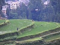 Villagers are working in a terraced field in Tangan village, in Guizhou, China, on June 16, 2024. (