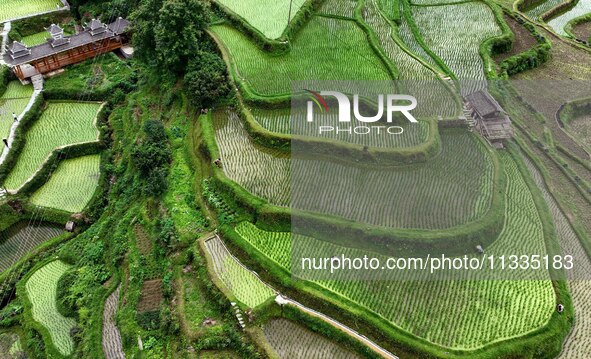 Villagers are working in a terraced field in Tangan village, in Guizhou, China, on June 16, 2024. 