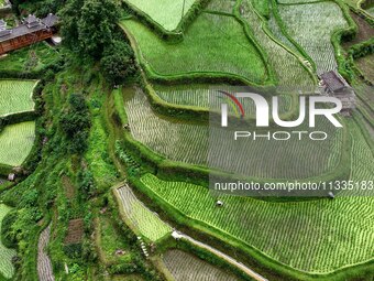 Villagers are working in a terraced field in Tangan village, in Guizhou, China, on June 16, 2024. (