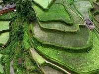 Villagers are working in a terraced field in Tangan village, in Guizhou, China, on June 16, 2024. (