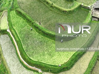 Villagers are working in a terraced field in Tangan village, in Guizhou, China, on June 16, 2024. (